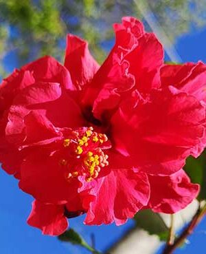 naturando il vivaio dei castelli romani vendita di piante da interno, esterno piante da frutto pellet cibo per cani gatti e tutte le piante per orto
