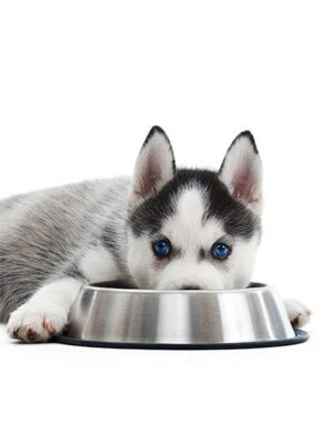 Cani-prodotti-per-cani-su-naturando