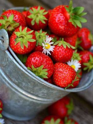 Semi di piante di aromi su naturando dal 1997