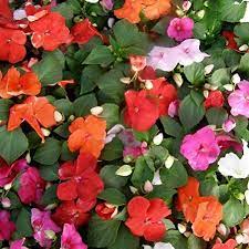 Impatiens/Fiori di vetro in mix i semi per realizzare il tuo giardino da favola