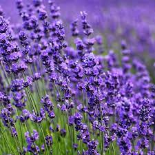 Lavanda da bordura i semi per realizzare il tuo giardino da favola