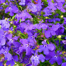Lobelia viola i semi per realizzare il tuo giardino da favola