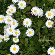 Margherita selvatica dei prati i semi per realizzare il tuo giardino da favola