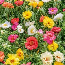 Portulaca doppia in mix i semi per realizzare il tuo giardino da favola