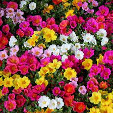 Portulaca semplice in mix i semi per realizzare il tuo giardino da favola