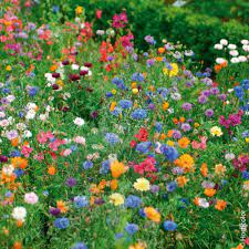 Prato giapponese in mix i semi per realizzare il tuo giardino da favola