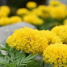 Tagete nano doppio giallo i semi per realizzare il tuo giardino da favola