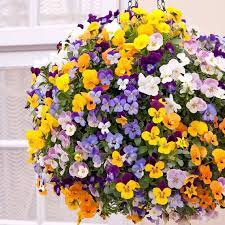 Viola cornuta in mix i semi per realizzare il tuo giardino da favola