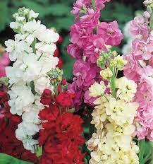 Violaciocca in mix i semi per realizzare il tuo giardino da favola