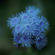 agerato nano blu Per creare il tuo giardino vivace e colorato