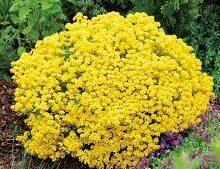 alisso giallo nano Per creare il tuo giardino vivace e colorato
