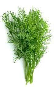 aneto per una produzione bio direttamente a casa tua