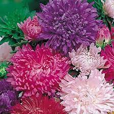 astro piuma di struzzo in mix per dare vivacità e bellezza al tuo balcone, giardino o terrazzo