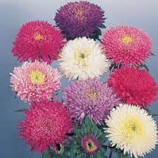 astro principessa in mix per dare vivacità e bellezza al tuo balcone, giardino o terrazzo