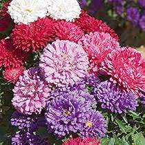 astro nano da bordura Per creare il tuo giardino vivace e colorato