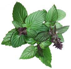 basilico cannella per una produzione bio direttamente a casa tua