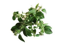 basilico limone per una produzione bio direttamente a casa tua