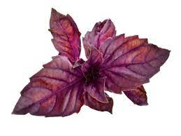 basilico rosso per una produzione bio direttamente a casa tua