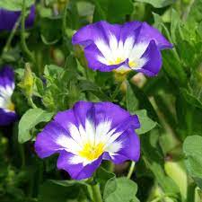 bella di giorno per dare vivacità e bellezza al tuo balcone, giardino o terrazzo