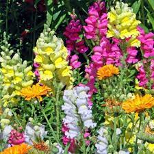 bocca di leone alta per dare vivacità e bellezza al tuo balcone, giardino o terrazzo