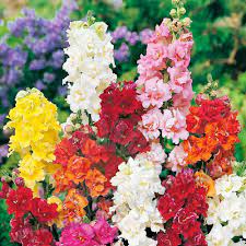 bocca di leone nana per dare vivacità e bellezza al tuo balcone, giardino o terrazzo