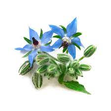 borragine per una produzione bio direttamente a casa tua