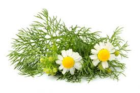 camomilla per una produzione bio direttamente a casa tua