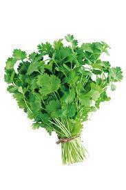 coriandolo per una produzione bio direttamente a casa tua