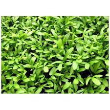 crescione comune per una produzione bio direttamente a casa tua