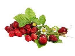 fragola di bosco per una produzione bio direttamente a casa tua