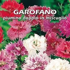garofano a piumino per dare vivacità e bellezza al tuo balcone, giardino o terrazzo