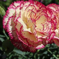 garofano chabaud per dare vivacità e bellezza al tuo balcone, giardino o terrazzo