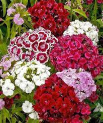 garofano dei poeti alto per dare vivacità e bellezza al tuo balcone, giardino o terrazzo