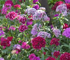 garofano dei poeti nano per dare vivacità e bellezza al tuo balcone, giardino o terrazzo