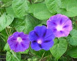 ipomea o campanella rampicante i semi per realizzare il tuo giardino da favola