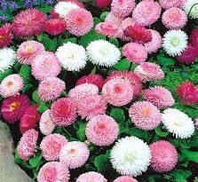 margherita pompon in mix i semi per realizzare il tuo giardino da favola