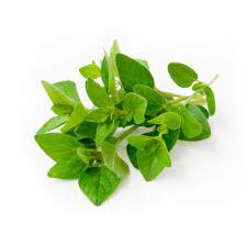 origano per una produzione bio direttamente a casa tua