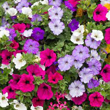 petunia in mix i semi per realizzare il tuo giardino da favola
