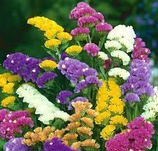 statice sinuata in mix i semi per realizzare il tuo giardino da favola