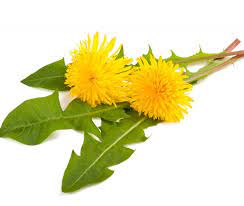 tarassaco per una produzione bio direttamente a casa tua