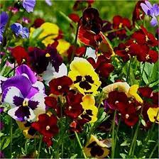 viola del pensiero gigante in mix i semi per realizzare il tuo giardino da favola