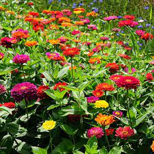 zinnia da bordura i semi per realizzare il tuo giardino da favola