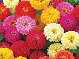 zinnia gigante california per dare vivacità e bellezza al tuo balcone, giardino o terrazzo