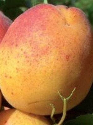 Albicocca-Cibo-del-Paradiso su naturando il vivaio per il tuo giardino con una vasta gamma di prodotti per la cura delle piante