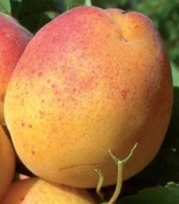 Albicocca-Cibo-del-Paradiso su naturando il vivaio per il tuo giardino con una vasta gamma di prodotti per la cura delle piante