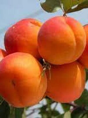 Albicocca-Fracasso su naturando il vivaio per il tuo giardino con una vasta gamma di prodotti per la cura delle piante