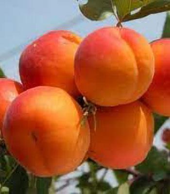 Albicocca-Fracasso su naturando il vivaio per il tuo giardino con una vasta gamma di prodotti per la cura delle piante