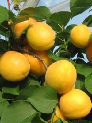 Albicocca-Ninfa su naturando il vivaio per il tuo giardino con una vasta gamma di prodotti per la cura delle piante