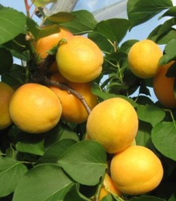 Albicocca-Ninfa su naturando il vivaio per il tuo giardino con una vasta gamma di prodotti per la cura delle piante