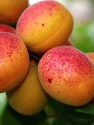 Albicocca-Pellecchiella su naturando il vivaio per il tuo giardino con una vasta gamma di prodotti per la cura delle piante